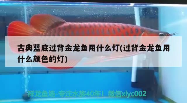 古典藍底過背金龍魚用什么燈(過背金龍魚用什么顏色的燈)