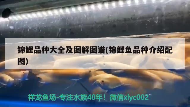 錦鯉品種大全及圖解圖譜(錦鯉魚品種介紹配圖)