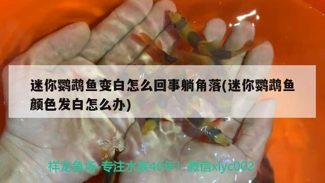 迷你鸚鵡魚變白怎么回事躺角落(迷你鸚鵡魚顏色發(fā)白怎么辦)