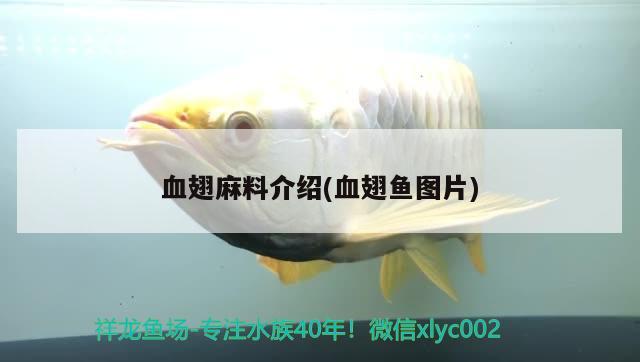 血翅麻料介紹(血翅魚圖片) 觀賞魚