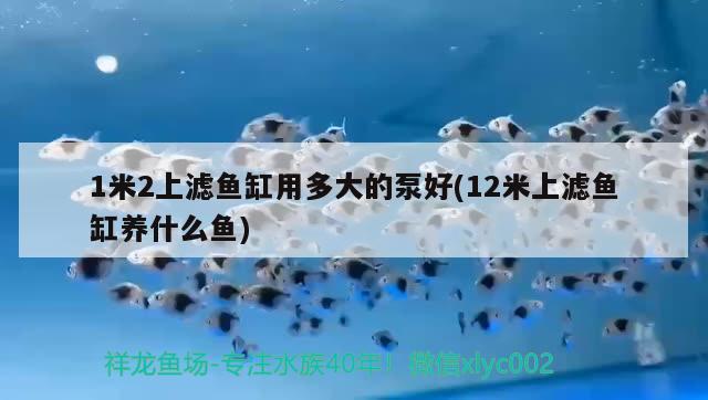 1米2上濾魚缸用多大的泵好(12米上濾魚缸養(yǎng)什么魚) 過背金龍魚