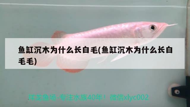 魚缸沉木為什么長白毛(魚缸沉木為什么長白毛毛)