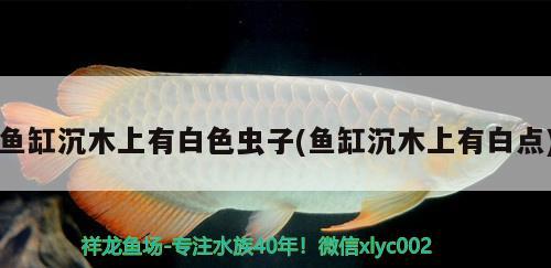 魚(yú)缸沉木上有白色蟲(chóng)子(魚(yú)缸沉木上有白點(diǎn))