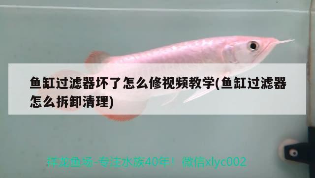 魚缸過濾器壞了怎么修視頻教學(魚缸過濾器怎么拆卸清理) PH調(diào)節(jié)劑