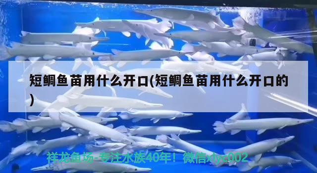 短鯛魚苗用什么開口(短鯛魚苗用什么開口的) 觀賞魚