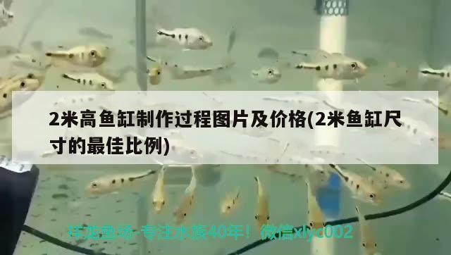 2米高魚缸制作過程圖片及價格(2米魚缸尺寸的最佳比例)