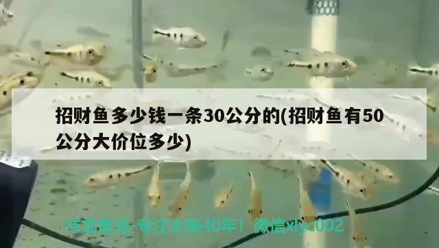 招財魚多少錢一條30公分的(招財魚有50公分大價位多少)