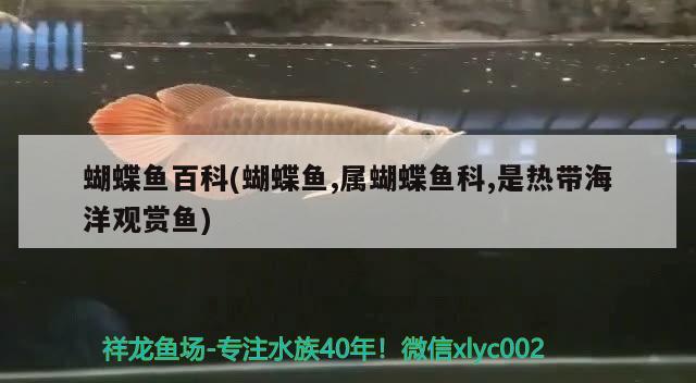 蝴蝶魚(yú)百科(蝴蝶魚(yú),屬蝴蝶魚(yú)科,是熱帶海洋觀賞魚(yú))