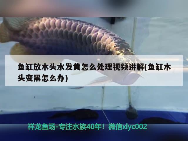 魚缸放木頭水發(fā)黃怎么處理視頻講解(魚缸木頭變黑怎么辦)