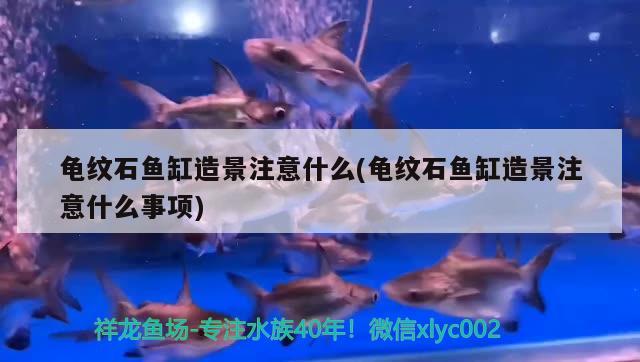 龜紋石魚缸造景注意什么(龜紋石魚缸造景注意什么事項(xiàng))