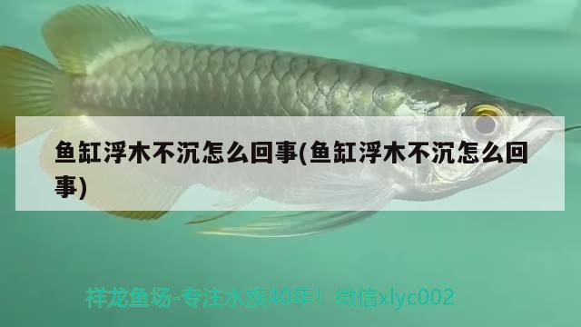 魚缸浮木不沉怎么回事(魚缸浮木不沉怎么回事) 奈及利亞紅圓點狗頭