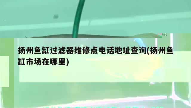 魚缸里面的魚長白色的毛怎么辦(魚缸里長白毛毛怎么回事) 戰(zhàn)車紅龍魚