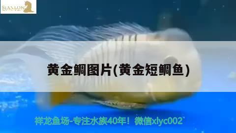 黃金鯛圖片(黃金短鯛魚) 觀賞魚