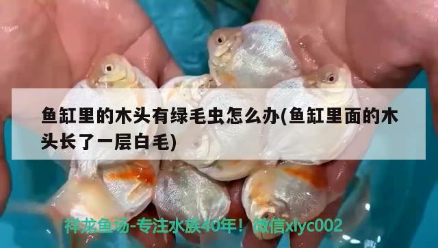 魚缸里的木頭有綠毛蟲怎么辦(魚缸里面的木頭長了一層白毛)