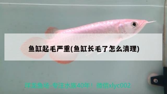 魚缸起毛嚴(yán)重(魚缸長毛了怎么清理)