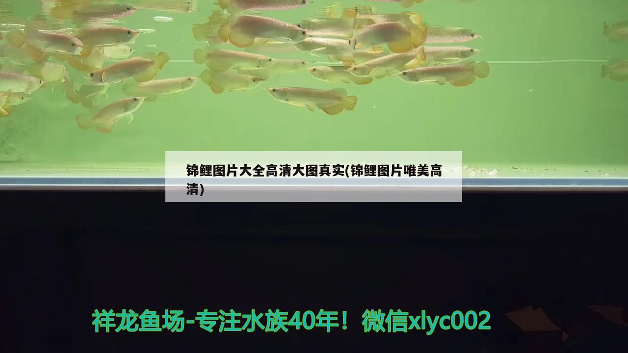 錦鯉圖片大全高清大圖真實(錦鯉圖片唯美高清) 觀賞魚 第2張