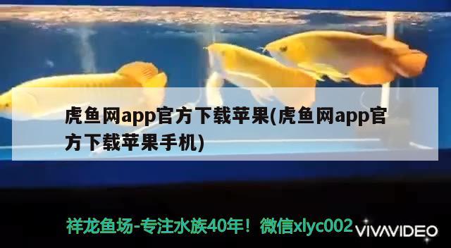 虎魚網(wǎng)app官方下載蘋果(虎魚網(wǎng)app官方下載蘋果手機)