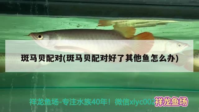 斑馬貝配對(duì)(斑馬貝配對(duì)好了其他魚怎么辦)