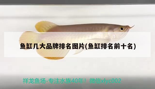 魚缸幾大品牌排名圖片(魚缸排名前十名)