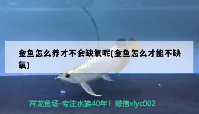 金魚怎么養(yǎng)才不會缺氧呢(金魚怎么才能不缺氧)