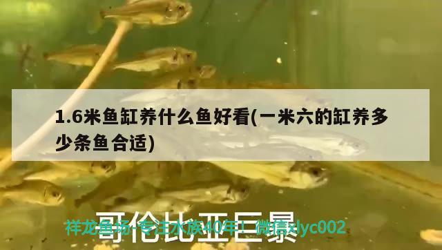 1.6米魚缸養(yǎng)什么魚好看(一米六的缸養(yǎng)多少條魚合適) 金頭過背金龍魚