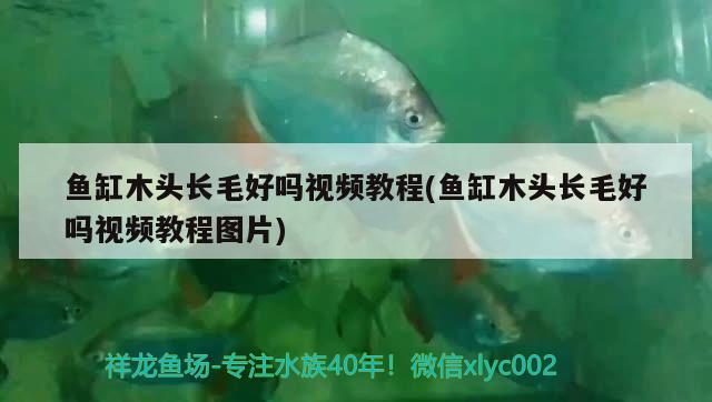 魚缸木頭長毛好嗎視頻教程(魚缸木頭長毛好嗎視頻教程圖片)