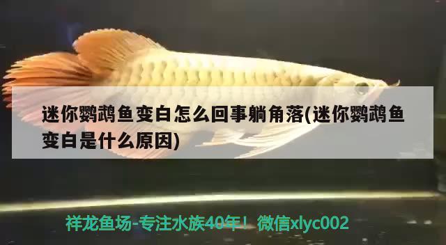 迷你鸚鵡魚變白怎么回事躺角落(迷你鸚鵡魚變白是什么原因) 鸚鵡魚