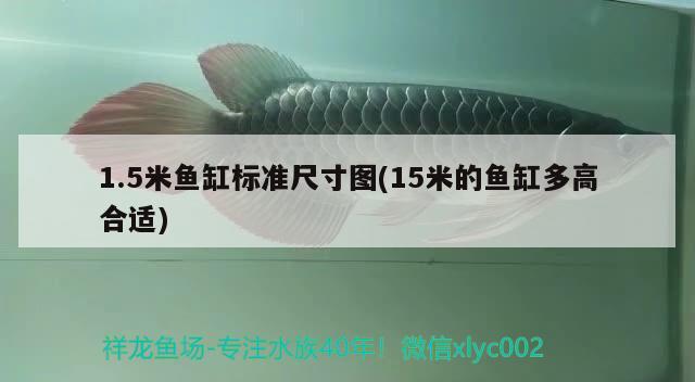 1.5米魚缸標(biāo)準(zhǔn)尺寸圖(15米的魚缸多高合適)