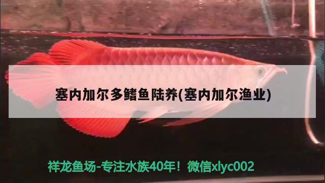 塞內(nèi)加爾多鰭魚陸?zhàn)B(塞內(nèi)加爾漁業(yè))