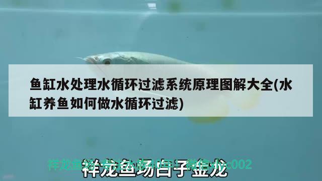 魚缸水處理水循環(huán)過濾系統(tǒng)原理圖解大全(水缸養(yǎng)魚如何做水循環(huán)過濾) 觀賞魚百科