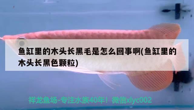 魚(yú)缸里的木頭長(zhǎng)黑毛是怎么回事啊(魚(yú)缸里的木頭長(zhǎng)黑色顆粒)