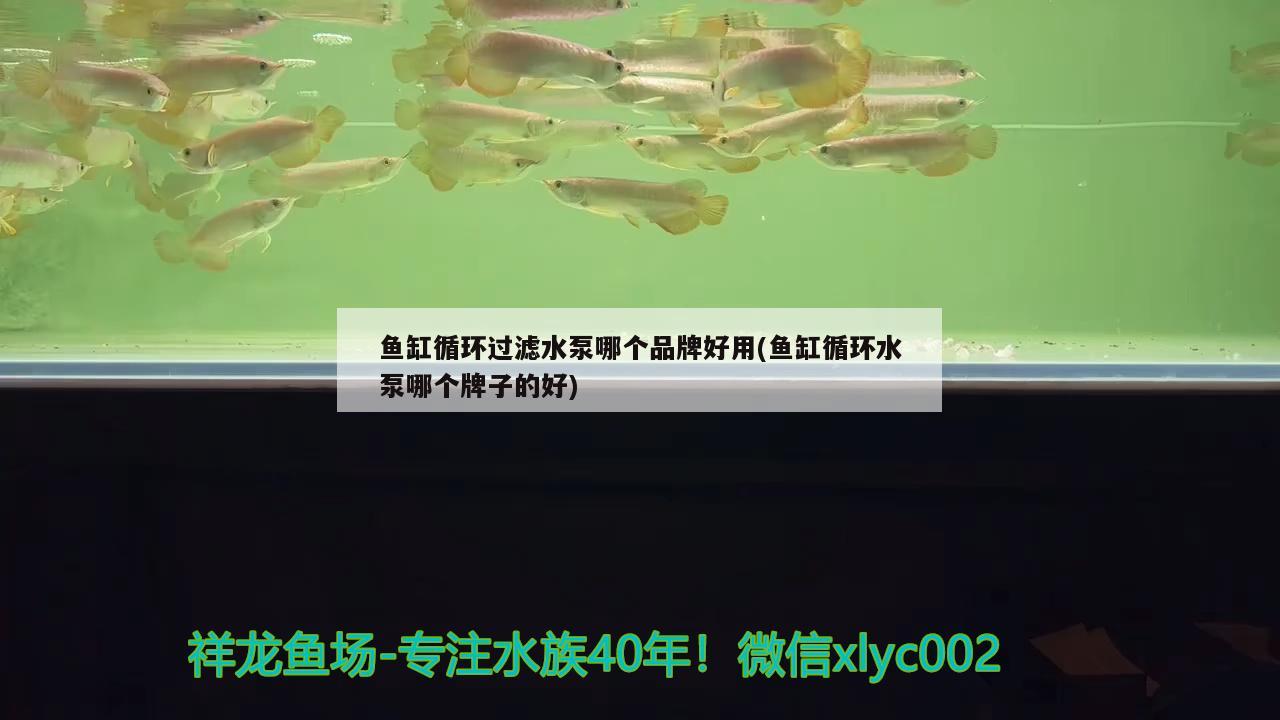 魚缸循環(huán)過濾水泵哪個品牌好用(魚缸循環(huán)水泵哪個牌子的好)