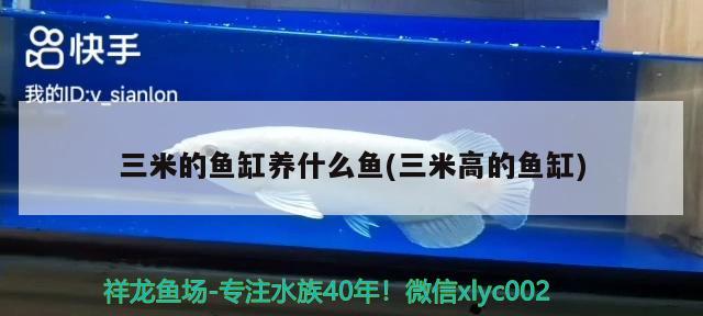 三米的魚缸養(yǎng)什么魚(三米高的魚缸)