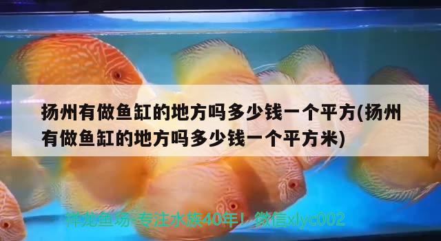 揚(yáng)州有做魚缸的地方嗎多少錢一個平方(揚(yáng)州有做魚缸的地方嗎多少錢一個平方米) 蝴蝶鯉魚苗