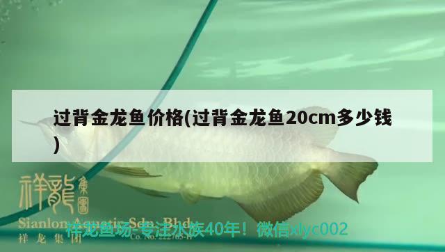 過背金龍魚價格(過背金龍魚20cm多少錢)