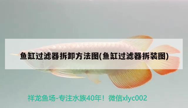 魚缸過濾器拆卸方法圖(魚缸過濾器拆裝圖) 黃金眼鏡蛇雷龍魚