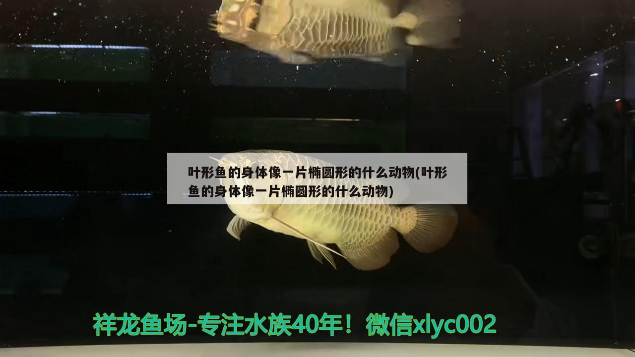 葉形魚的身體像一片橢圓形的什么動物(葉形魚的身體像一片橢圓形的什么動物) 觀賞魚 第1張