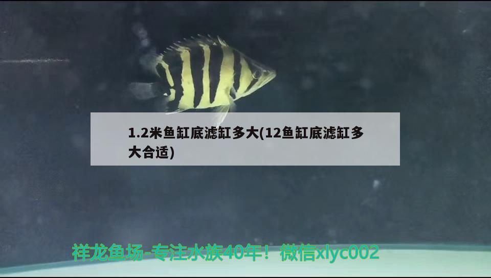 1.2米魚(yú)缸底濾缸多大(12魚(yú)缸底濾缸多大合適) 紅眼黃化幽靈火箭魚(yú)|皇家火箭魚(yú)