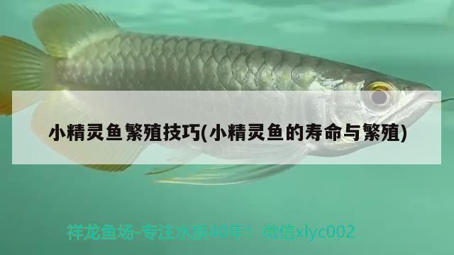 小精靈魚(yú)繁殖技巧(小精靈魚(yú)的壽命與繁殖)