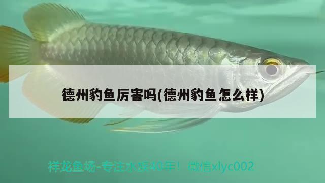 德州豹魚厲害嗎(德州豹魚怎么樣)