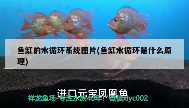 魚(yú)缸的水循環(huán)系統(tǒng)圖片(魚(yú)缸水循環(huán)是什么原理) 潛水泵