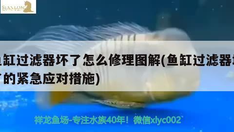 魚(yú)缸過(guò)濾器壞了怎么修理圖解(魚(yú)缸過(guò)濾器壞了的緊急應(yīng)對(duì)措施) 白子關(guān)刀魚(yú)