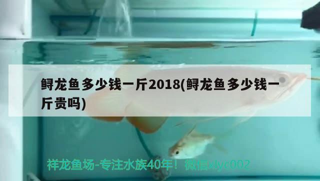 鱘龍魚(yú)多少錢(qián)一斤2018(鱘龍魚(yú)多少錢(qián)一斤貴嗎) 觀賞魚(yú)