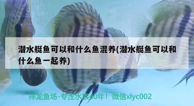 潛水艇魚(yú)可以和什么魚(yú)混養(yǎng)(潛水艇魚(yú)可以和什么魚(yú)一起養(yǎng)) 潛水艇魚(yú)