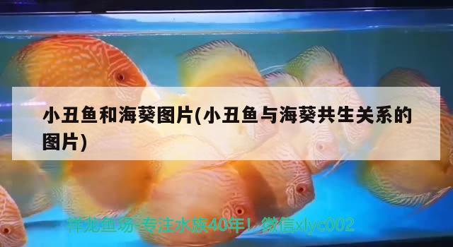 小丑魚和海葵圖片(小丑魚與?？采P(guān)系的圖片) 海水魚