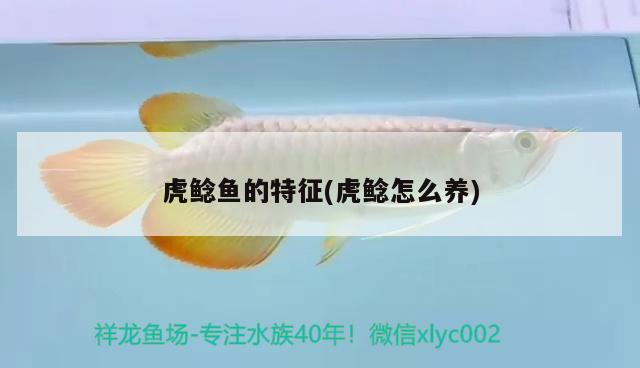 虎鯰魚的特征(虎鯰怎么養(yǎng))