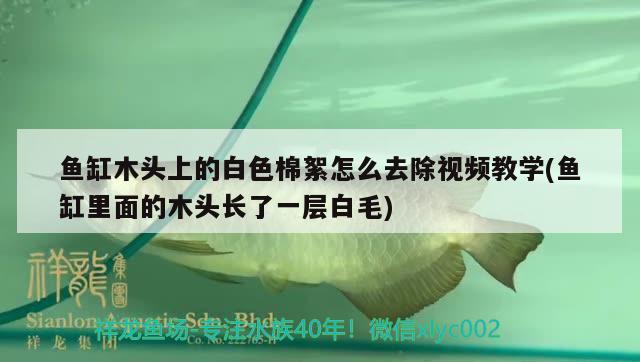 魚缸木頭上的白色棉絮怎么去除視頻教學(xué)(魚缸里面的木頭長了一層白毛) 胭脂孔雀龍魚