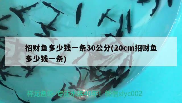 招財魚多少錢一條30公分(20cm招財魚多少錢一條) 觀賞魚