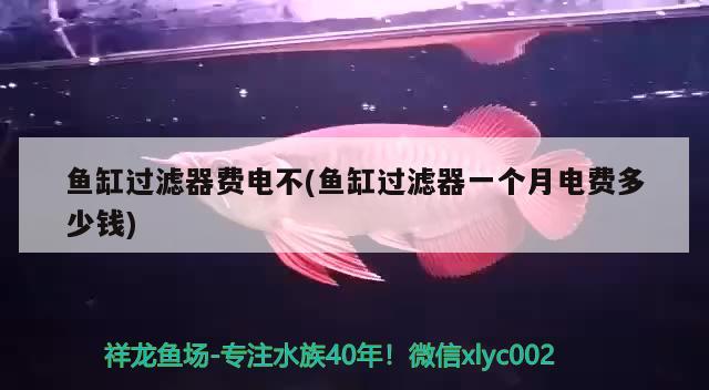 魚缸過(guò)濾器費(fèi)電不(魚缸過(guò)濾器一個(gè)月電費(fèi)多少錢)