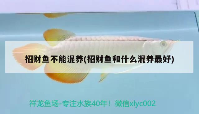 招財(cái)魚(yú)不能混養(yǎng)(招財(cái)魚(yú)和什么混養(yǎng)最好)